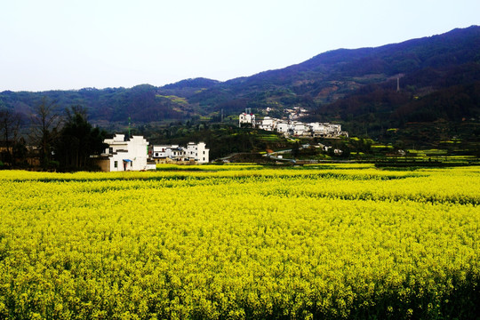 油菜花开