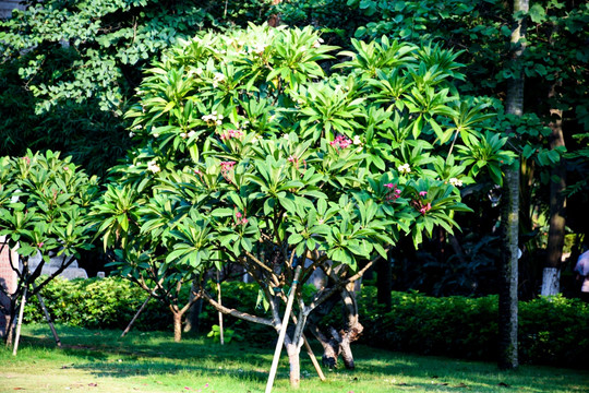 植物造型