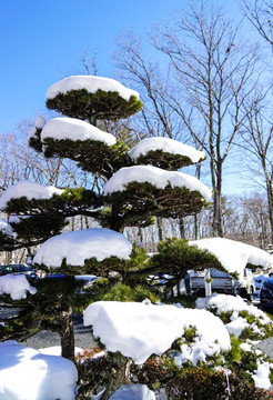 日本雪景