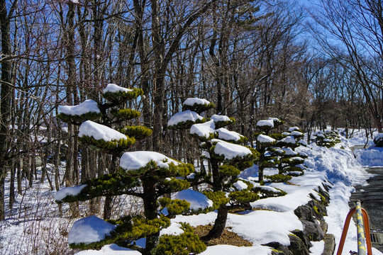 日本雪景