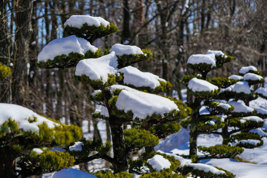 日本雪景