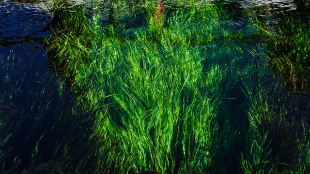 水草