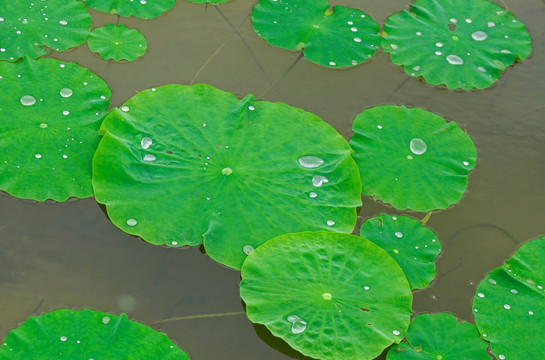 带水珠的莲花叶