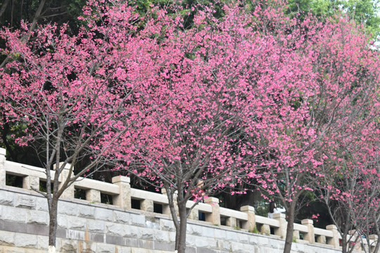 樱花树