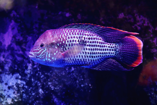 红尾皇冠鱼