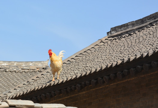 屋檐上的鸡