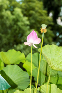 荷花莲蓬