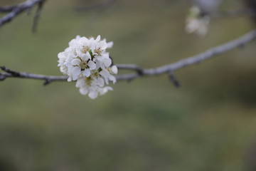 李树