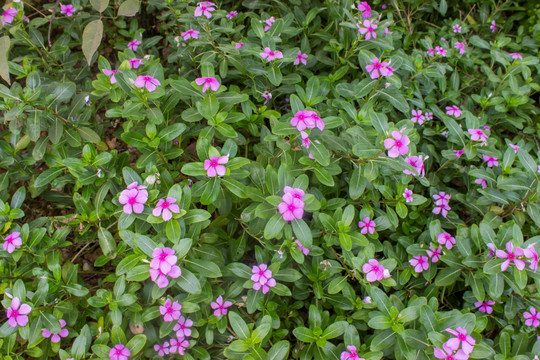 长春花丛