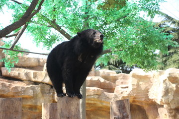 黑熊表演