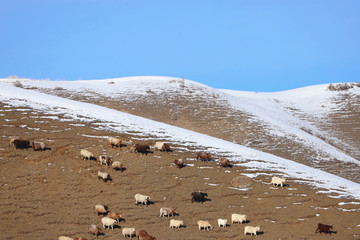 雪山上的羊群
