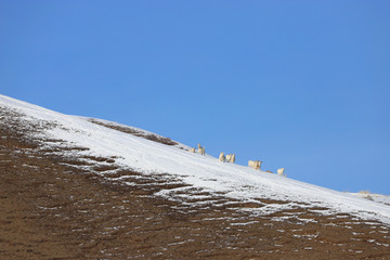 雪原