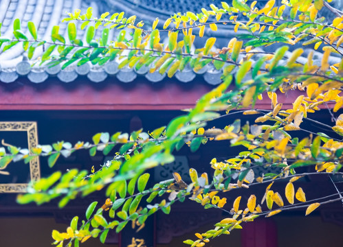 飞来峰永福寺的树木枝叶