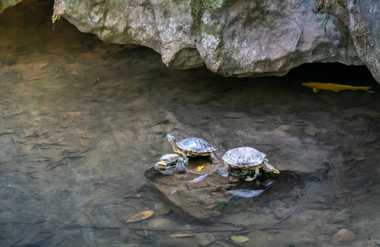飞来峰山脚下溪水里的小乌龟