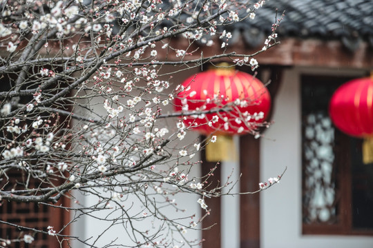 春节杭州灵峰探梅