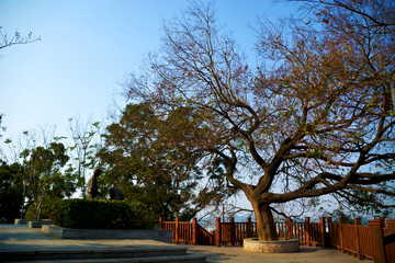 山顶大树