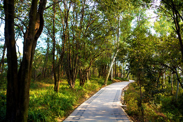 山林小道