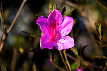 杜鹃花