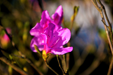 杜鹃花