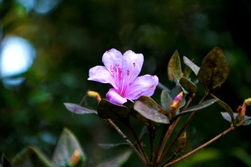 杜鹃花