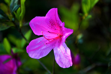 杜鹃花