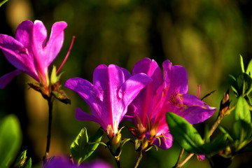 杜鹃花