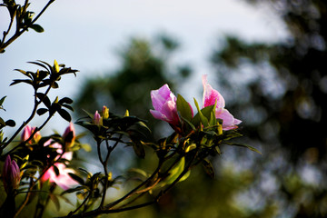 杜鹃花