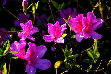 杜鹃花