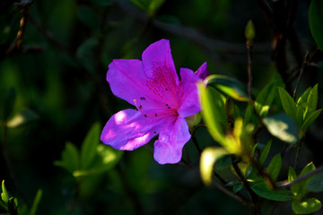 杜鹃花