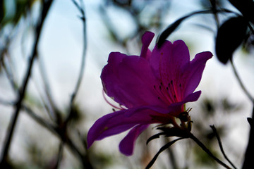 杜鹃花