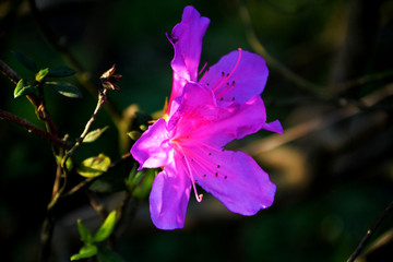 杜鹃花