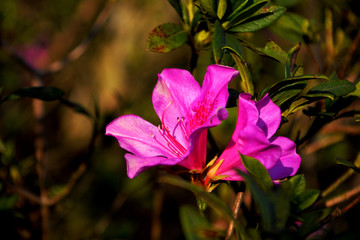 杜鹃花