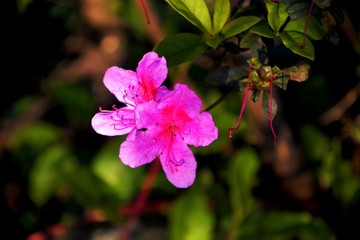 杜鹃花