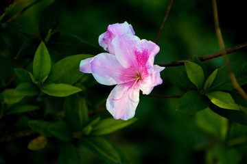 杜鹃花