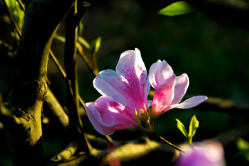 杜鹃花