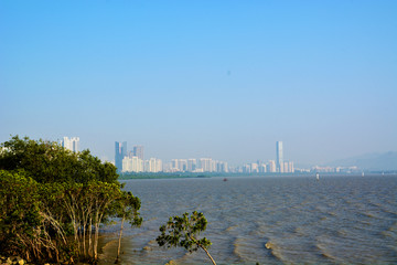 深圳湾风景