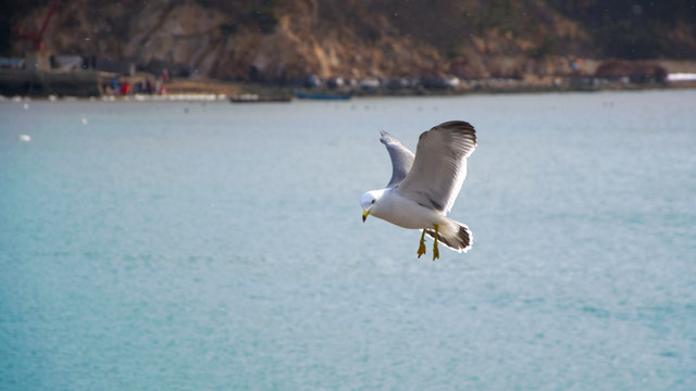 海鸥