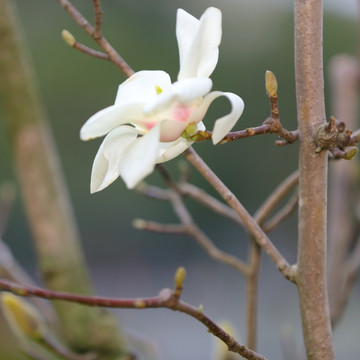 玉兰花白色