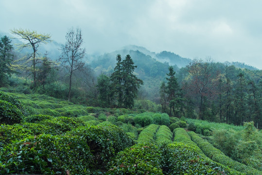 雨中茶园