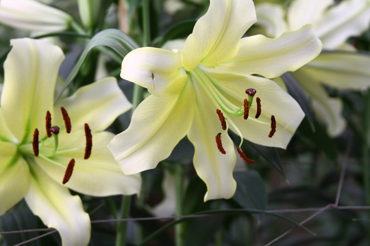 百合花