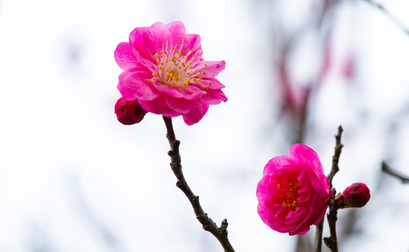 梅花樱花