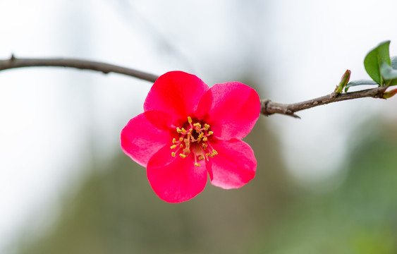 海棠花