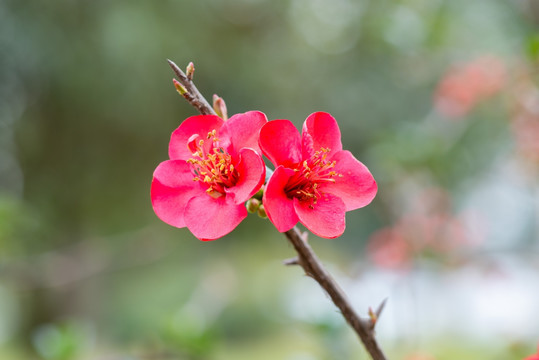 海棠花