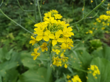 油菜花