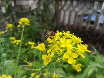 油菜花