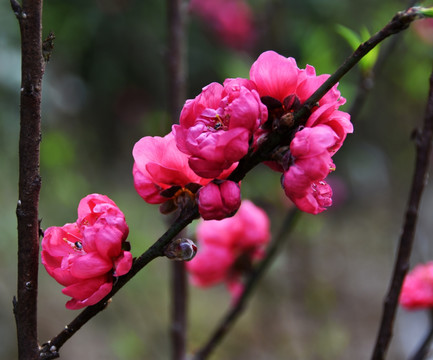 桃花