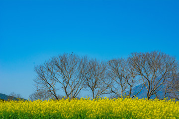 风景