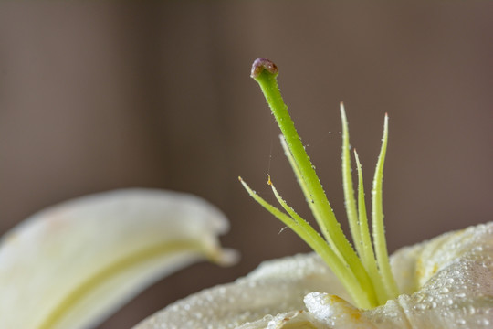 百合花