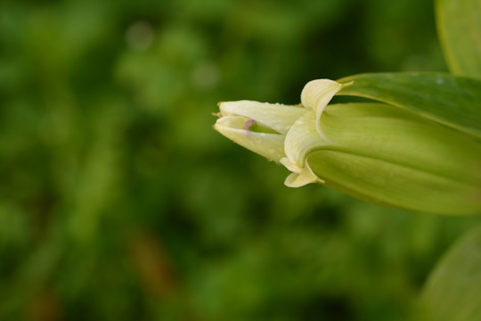 百合花