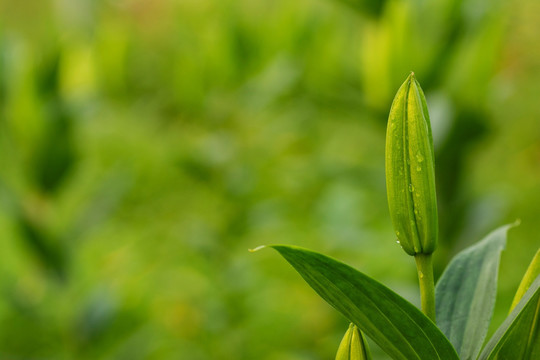 百合花